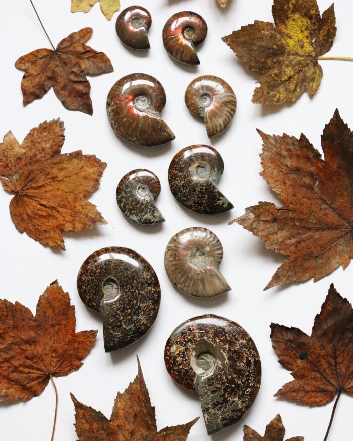 Fossils