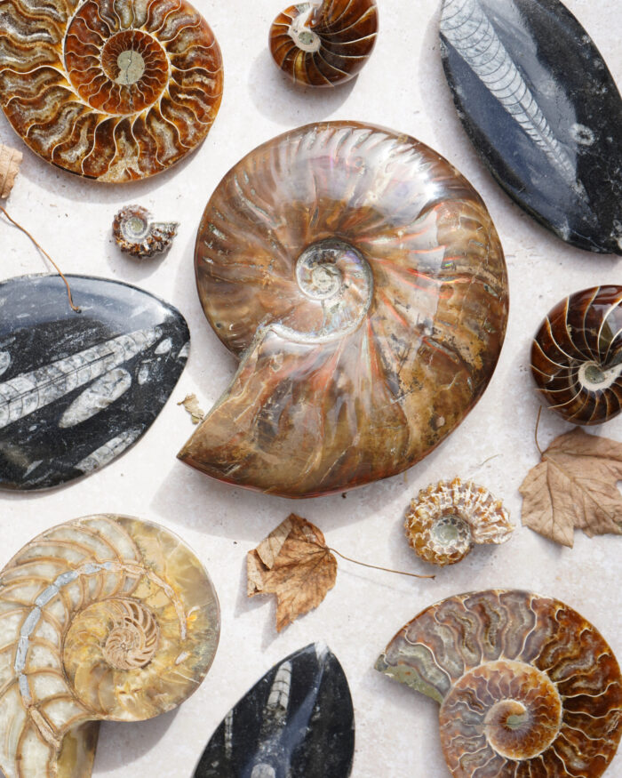 Fossils