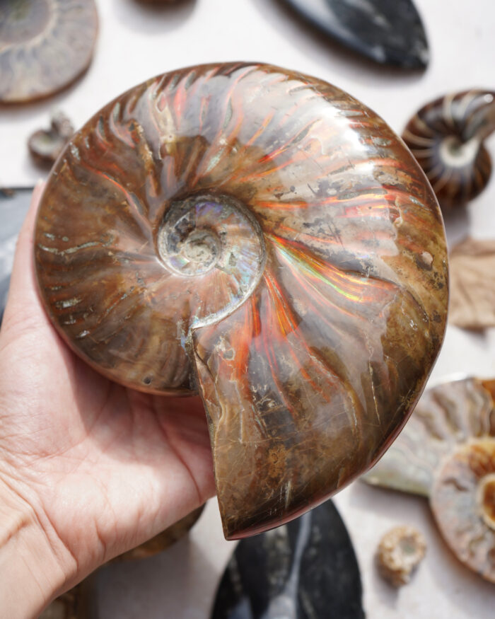 Ammonite