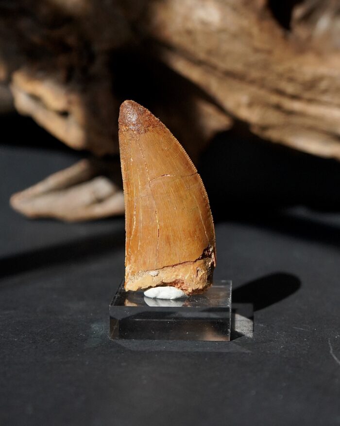 carcharodontosaurus tooth