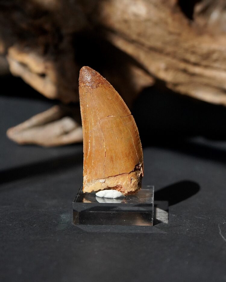 carcharodontosaurus tooth