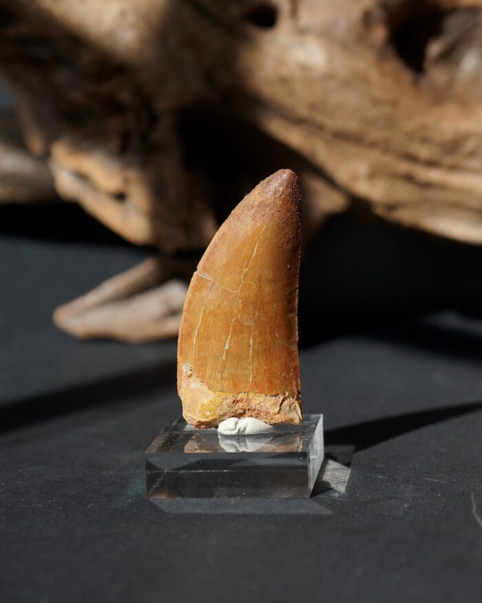 carcharodontosaurus tooth