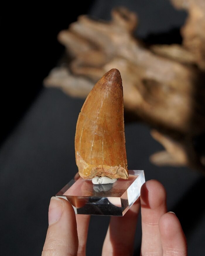 carcharodontosaurus tooth