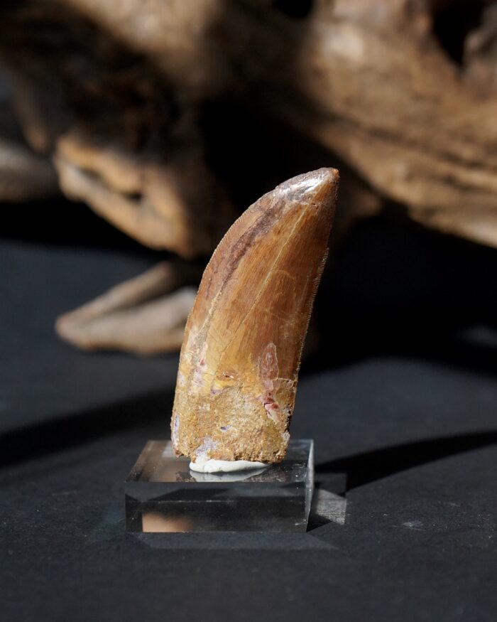 carcharodontosaurus tooth