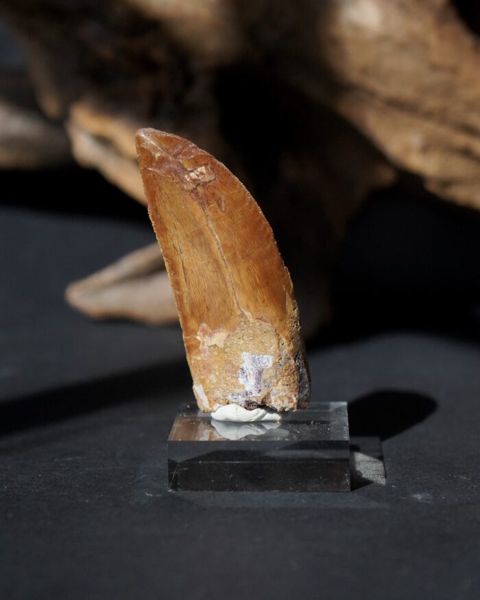 carcharodontosaurus tooth