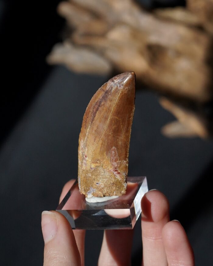 carcharodontosaurus tooth