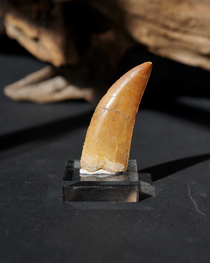 carcharodontosaurus tooth