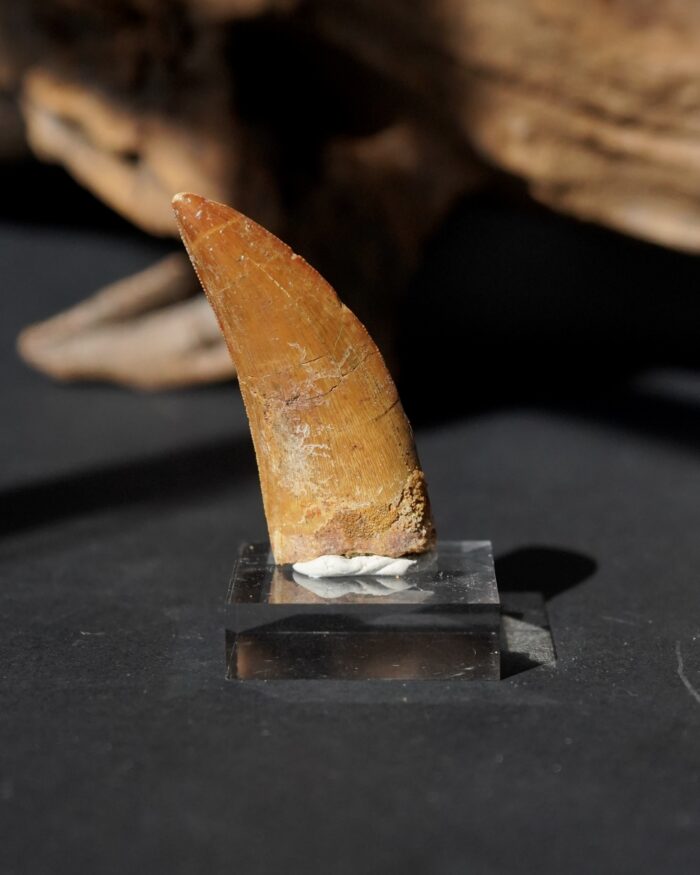 carcharodontosaurus tooth