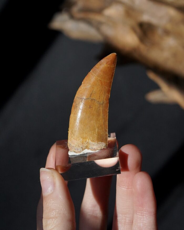 carcharodontosaurus tooth