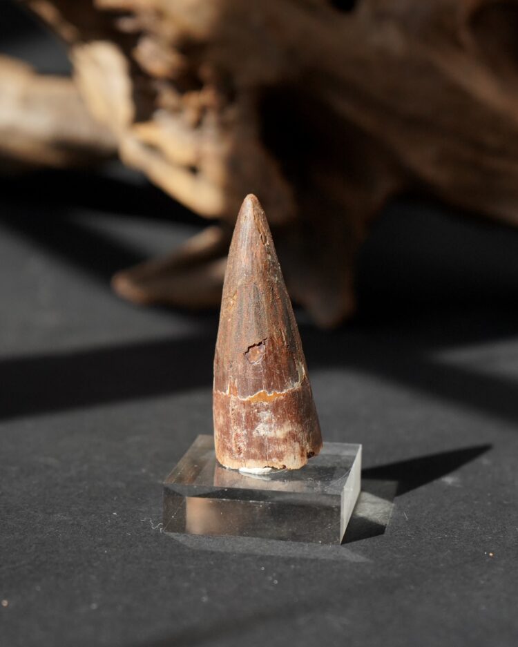 spinosaurus tooth