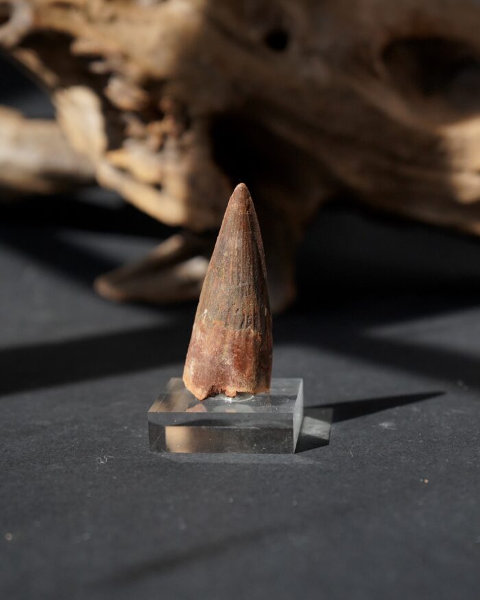 spinosaurus tooth