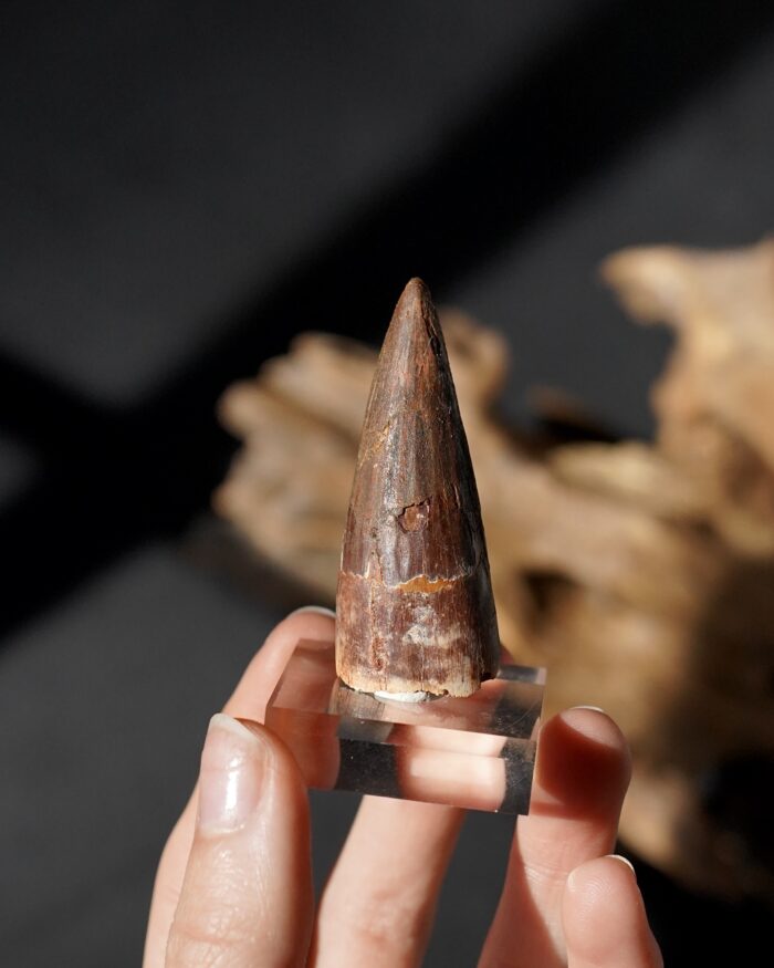 spinosaurus tooth