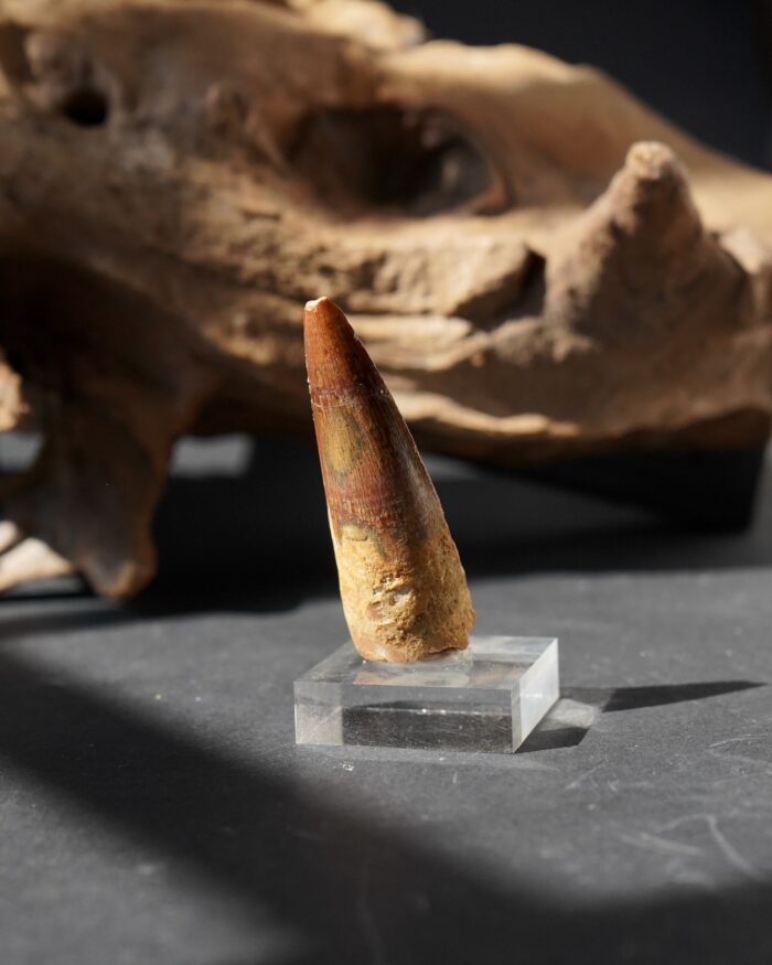 spinosaurus tooth