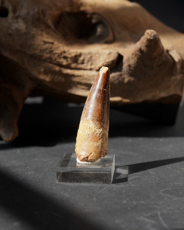 spinosaurus tooth