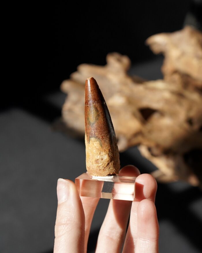 spinosaurus tooth