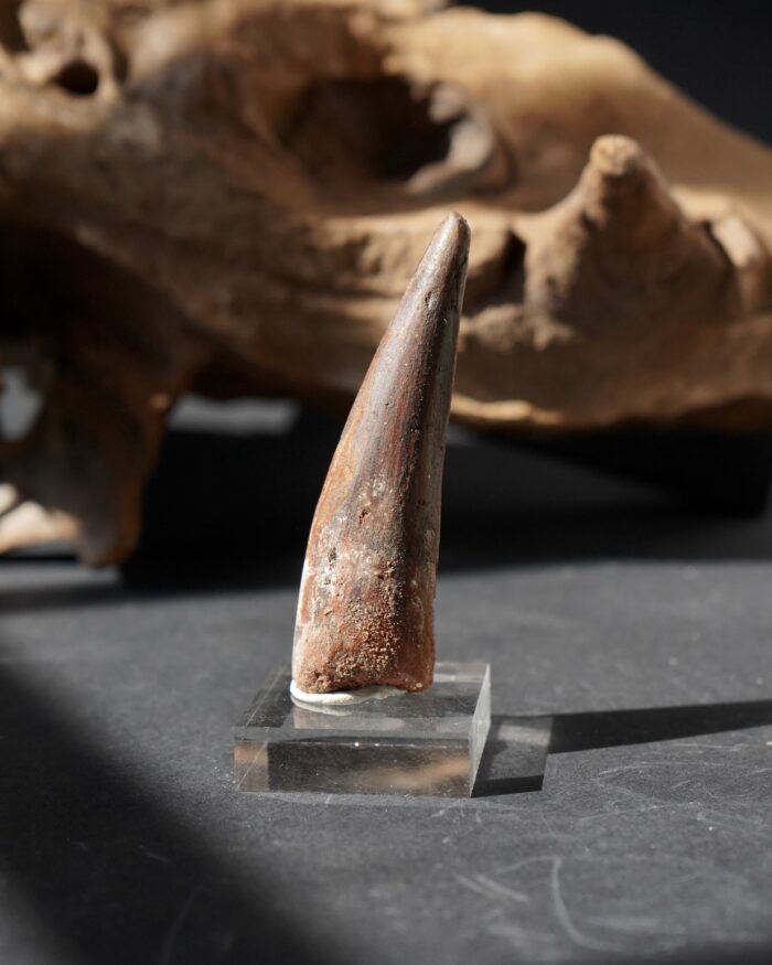 spinosaurus tooth