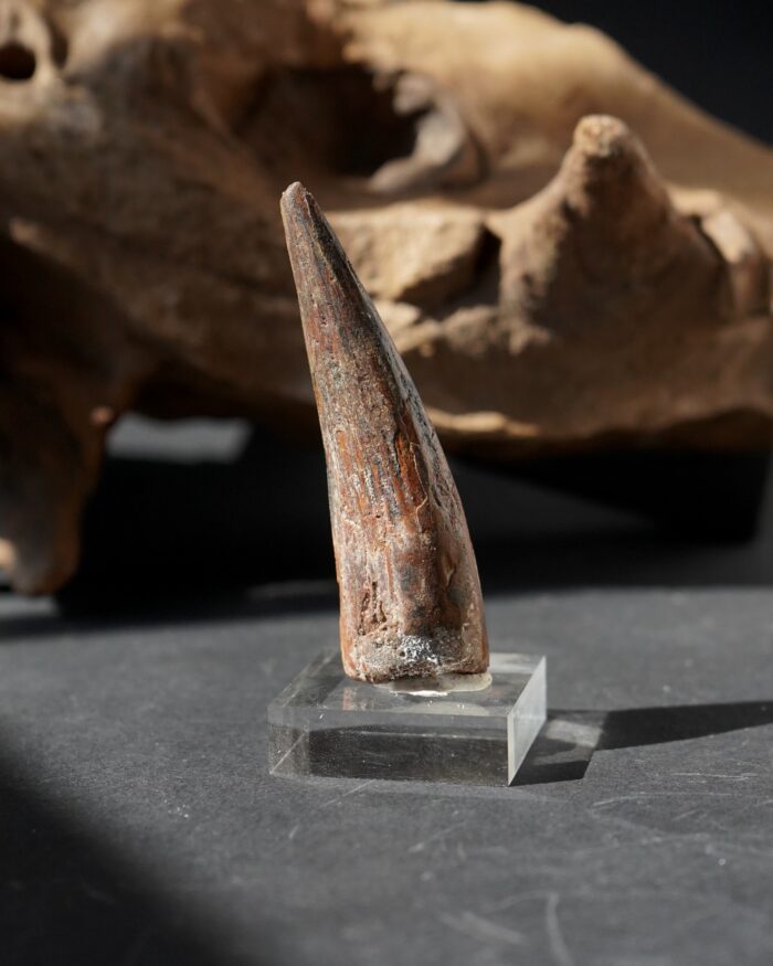 spinosaurus tooth