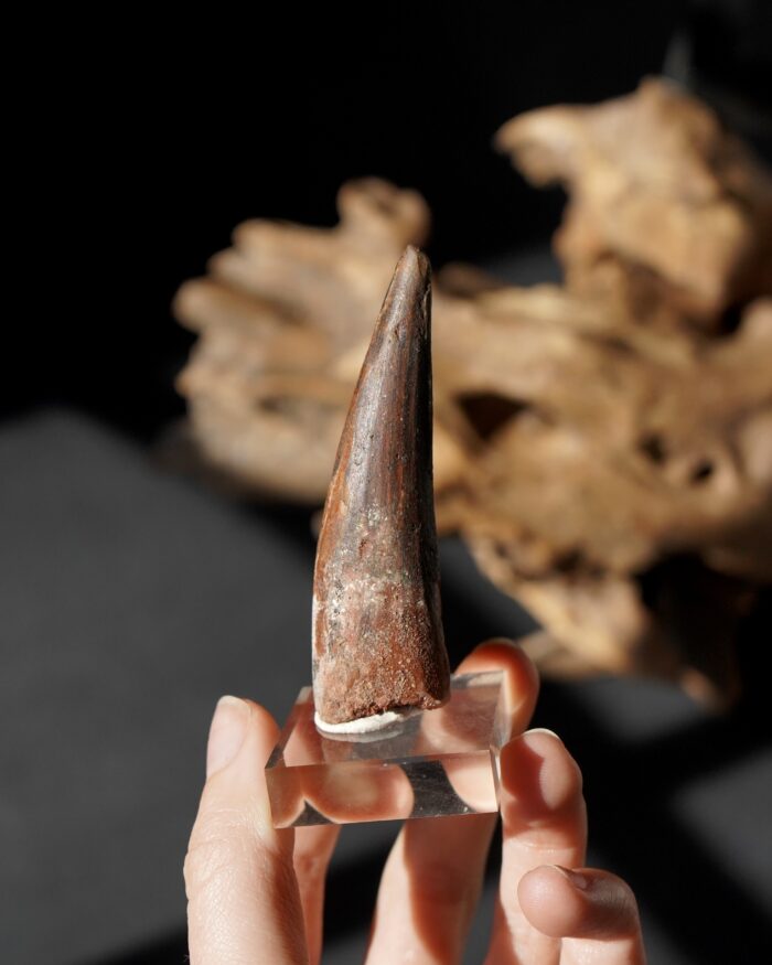 spinosaurus tooth