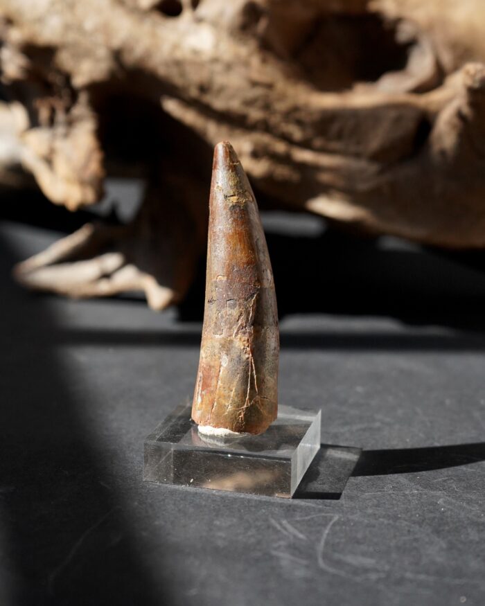 spinosaurus tooth