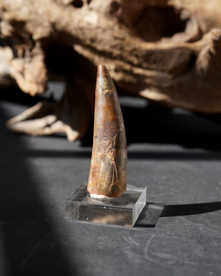 spinosaurus tooth