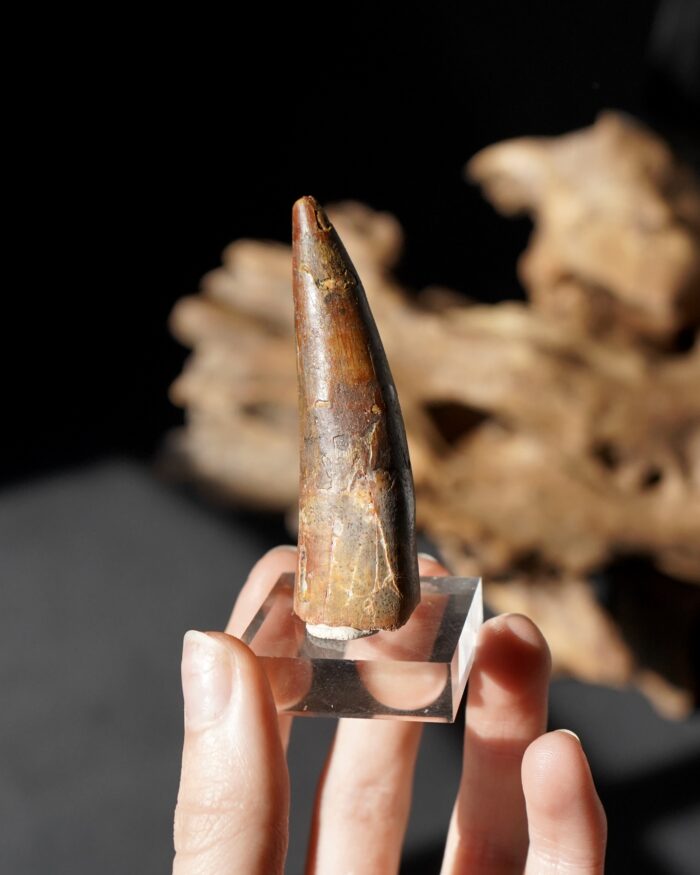 Spinosauraus tooth