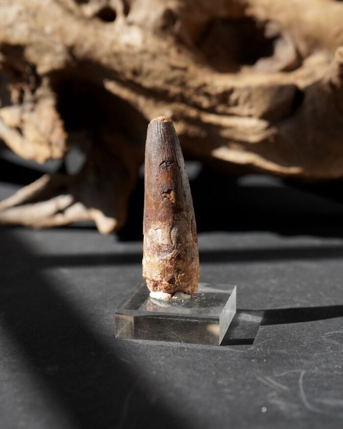 Spinosauraus tooth