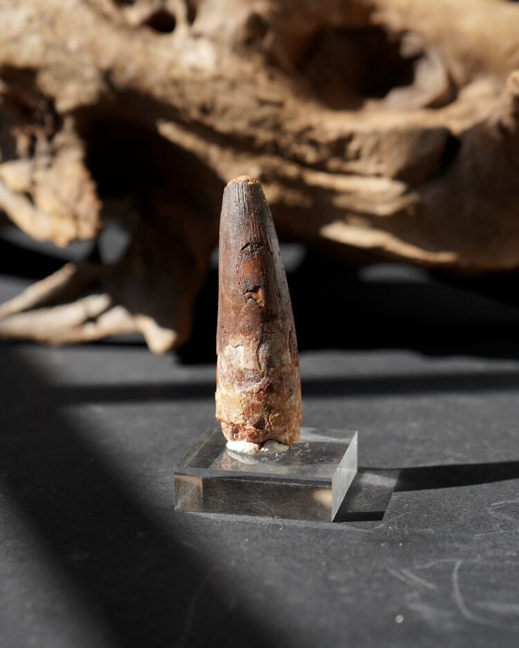 Spinosauraus tooth