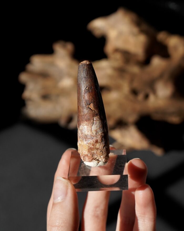 Spinosauraus tooth