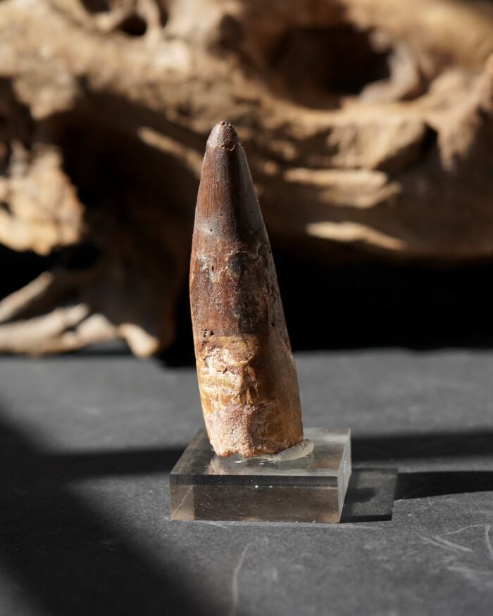 Spinosauraus tooth