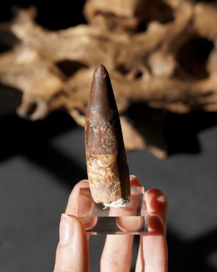 Spinosauraus tooth