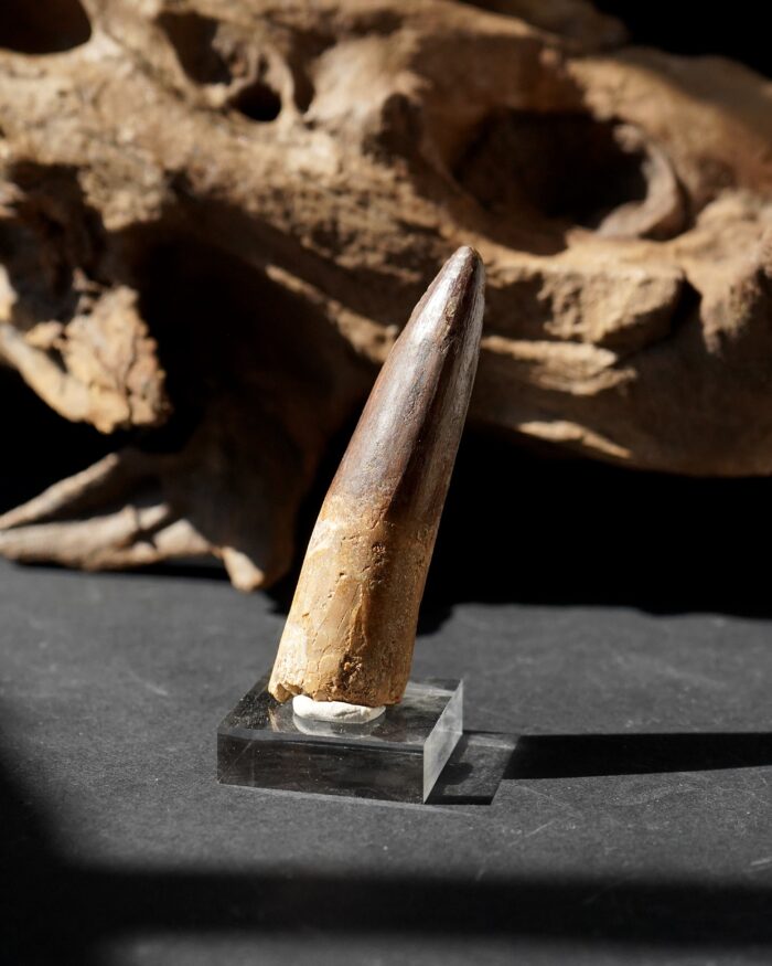 Spinosaurus Tooth