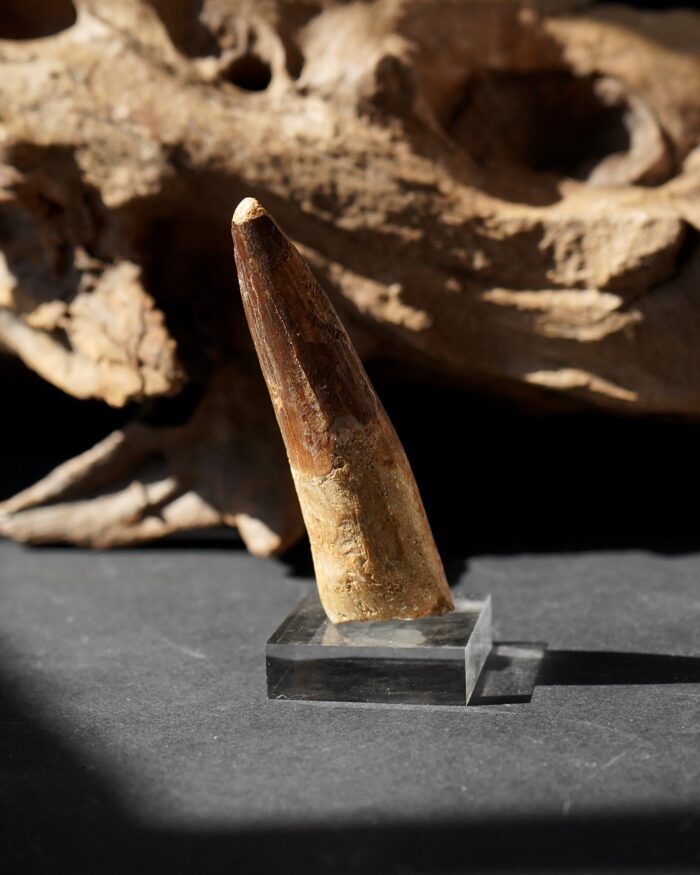 Spinosaurus Tooth