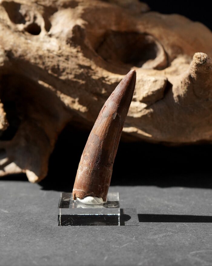 Spinosaurus Tooth