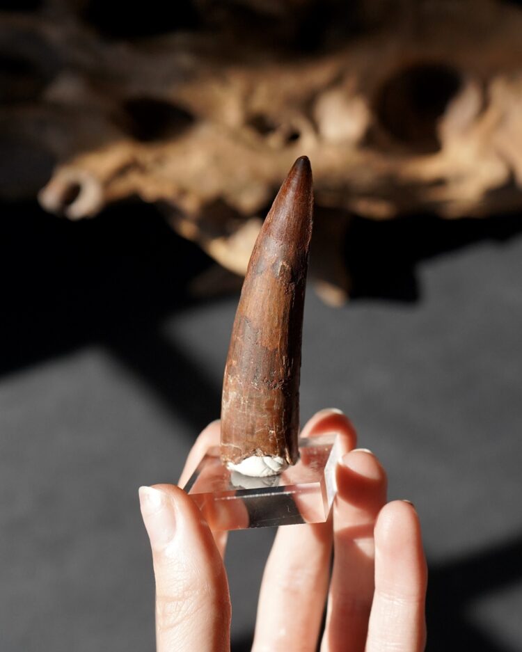 Spinosaurus Tooth