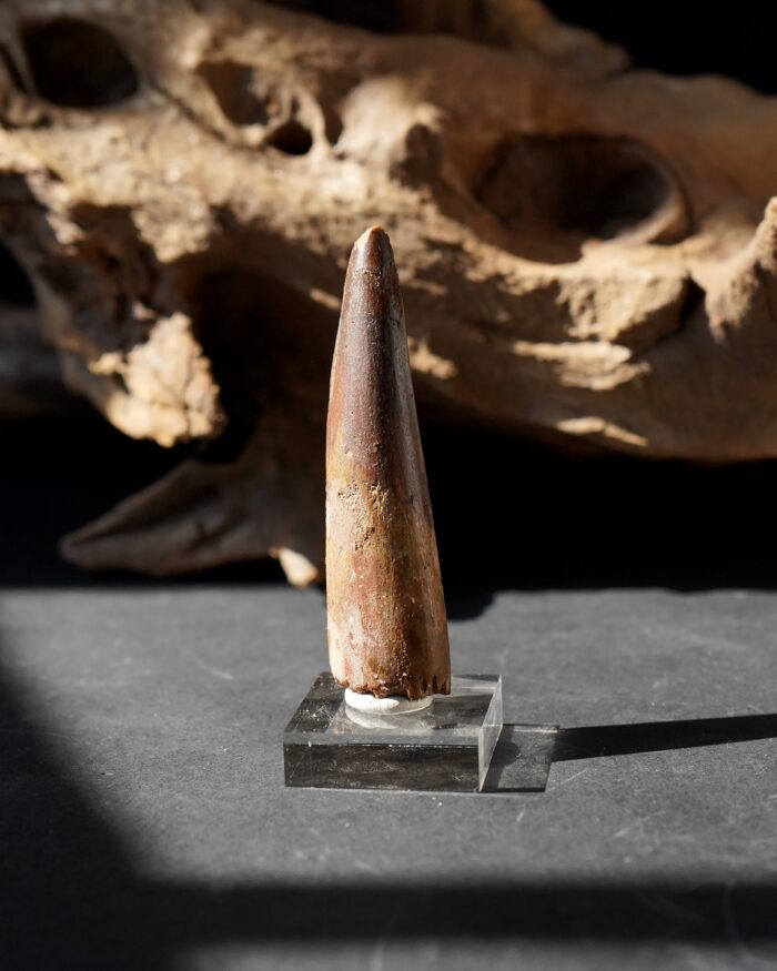 Spinosaurus Tooth