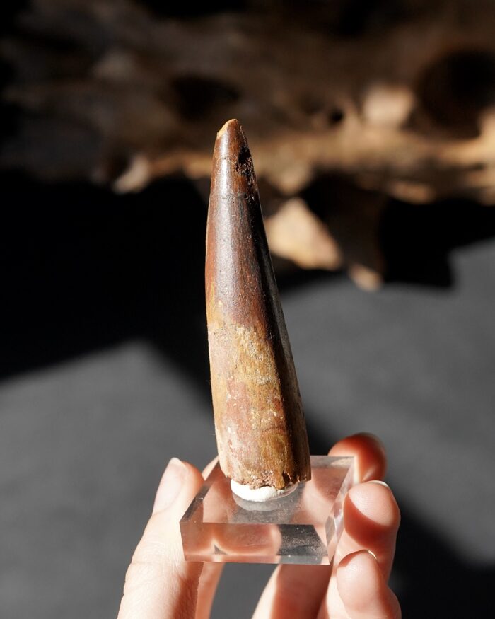 Spinosaurus Tooth