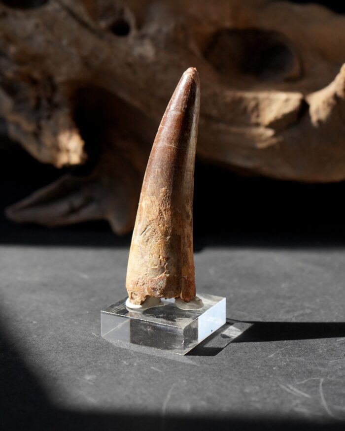Spinosaurus Tooth