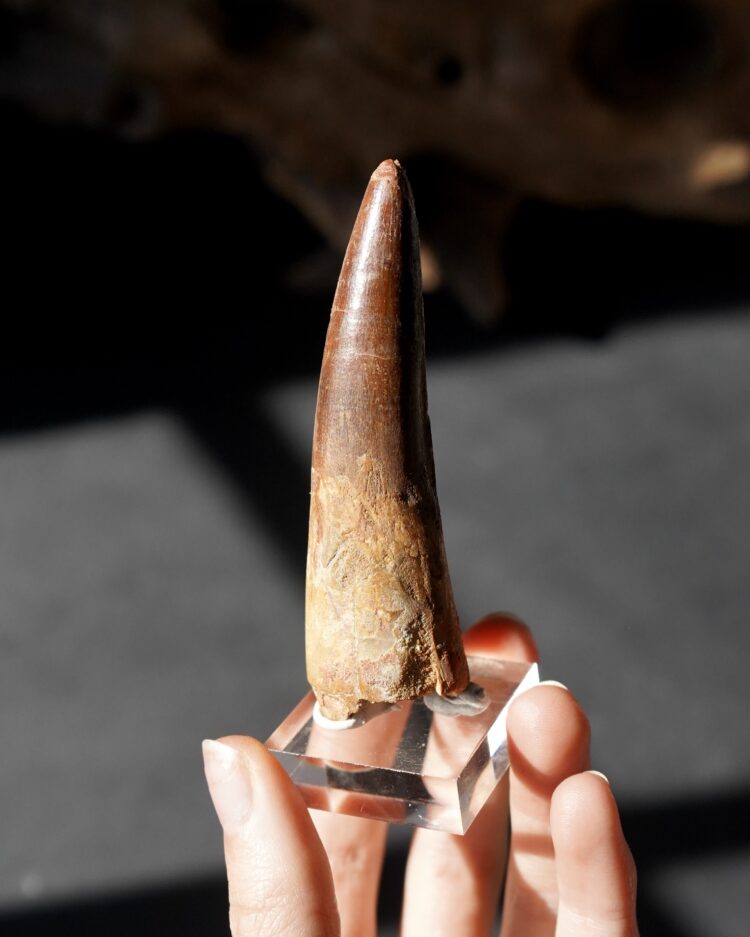 Spinosaurus Tooth