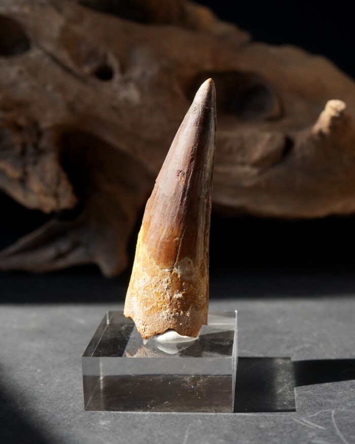 Spinosaurus Tooth