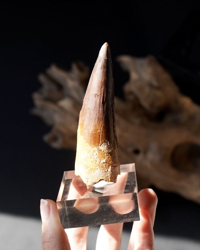 Spinosaurus Tooth