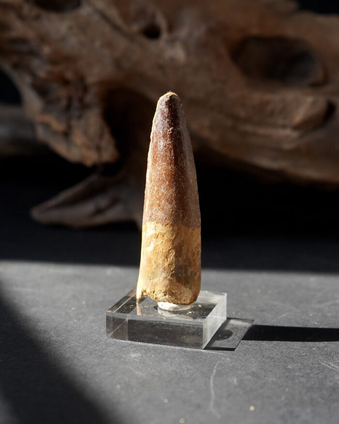 Spinosaurus Tooth