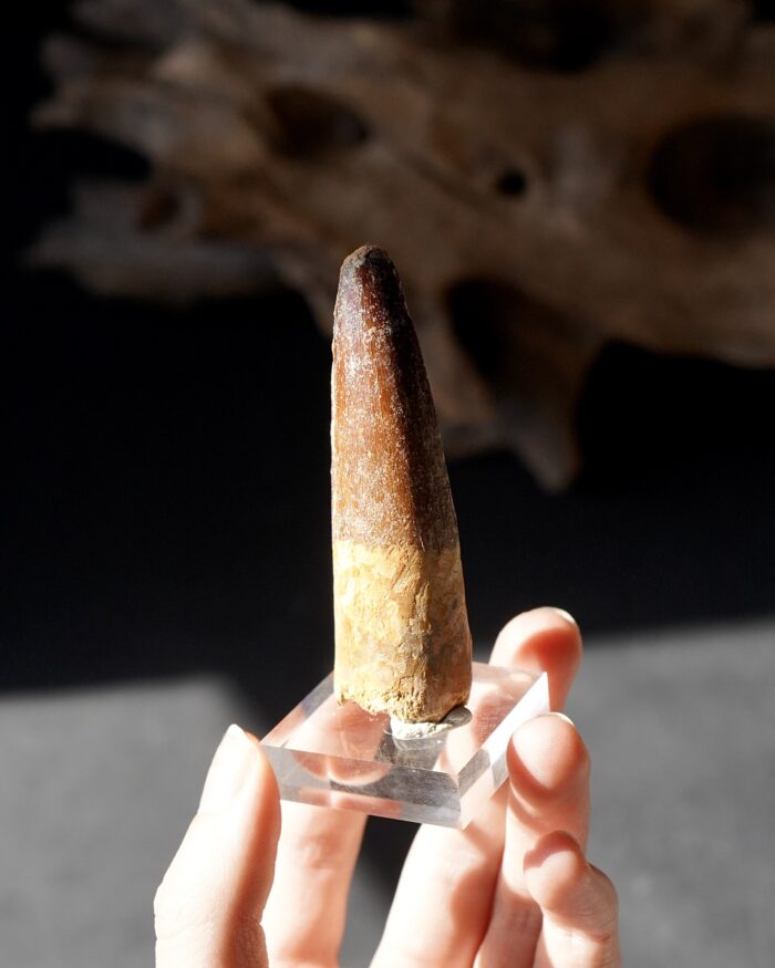 Spinosaurus Tooth