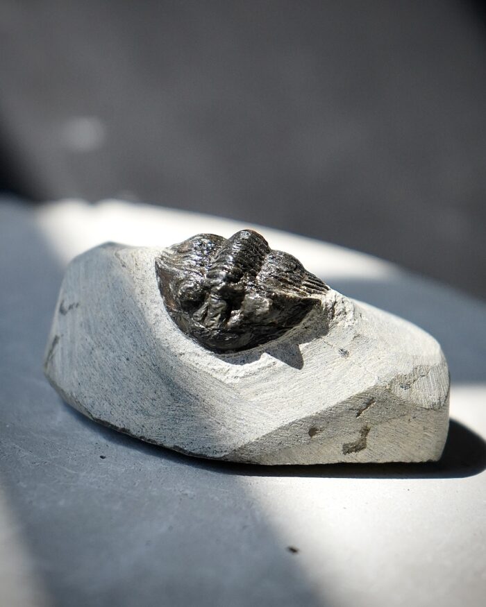 trilobite