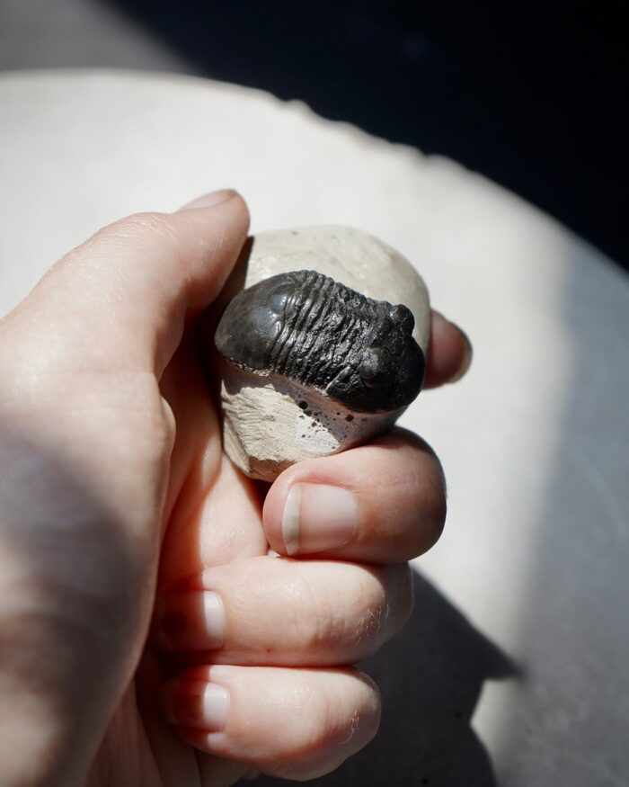 trilobite