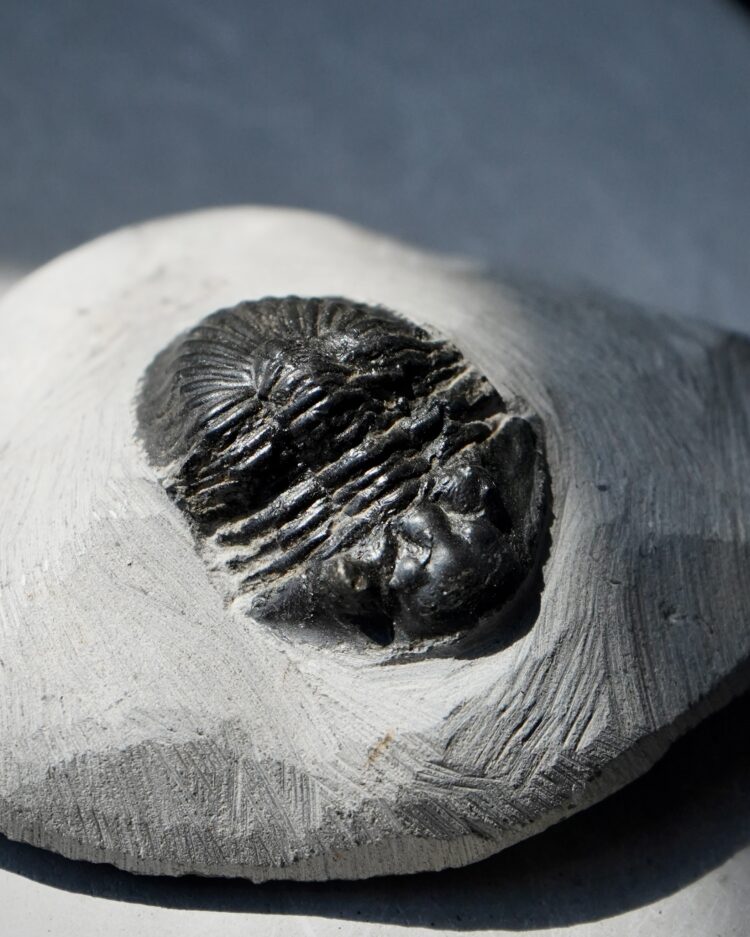 trilobite