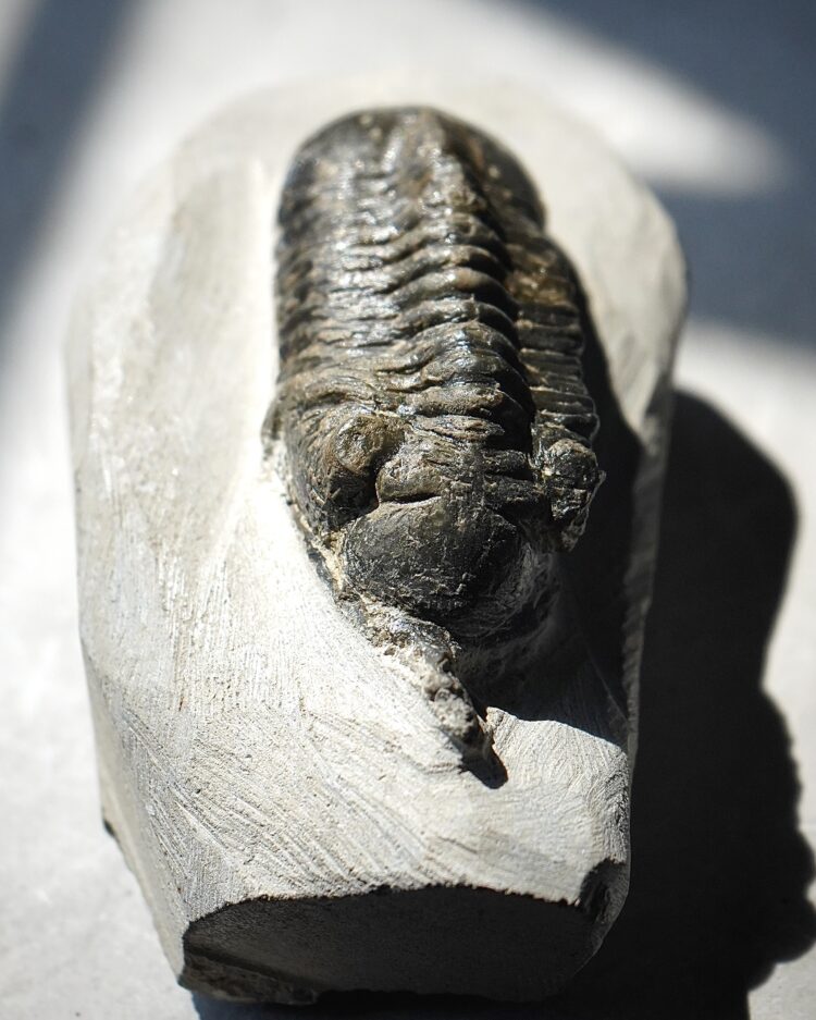 trilobite