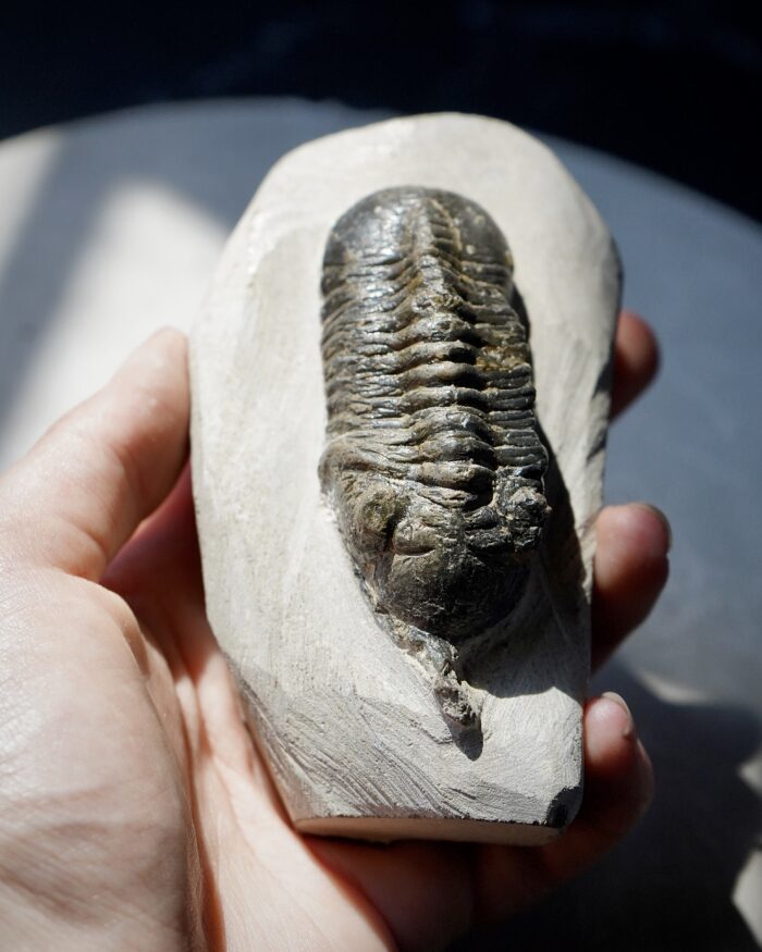 DSC07617 2