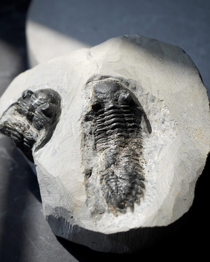 trilobite