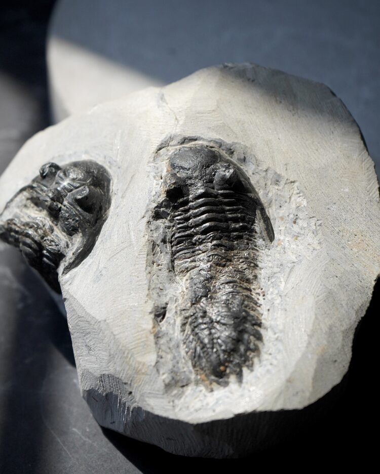 trilobite
