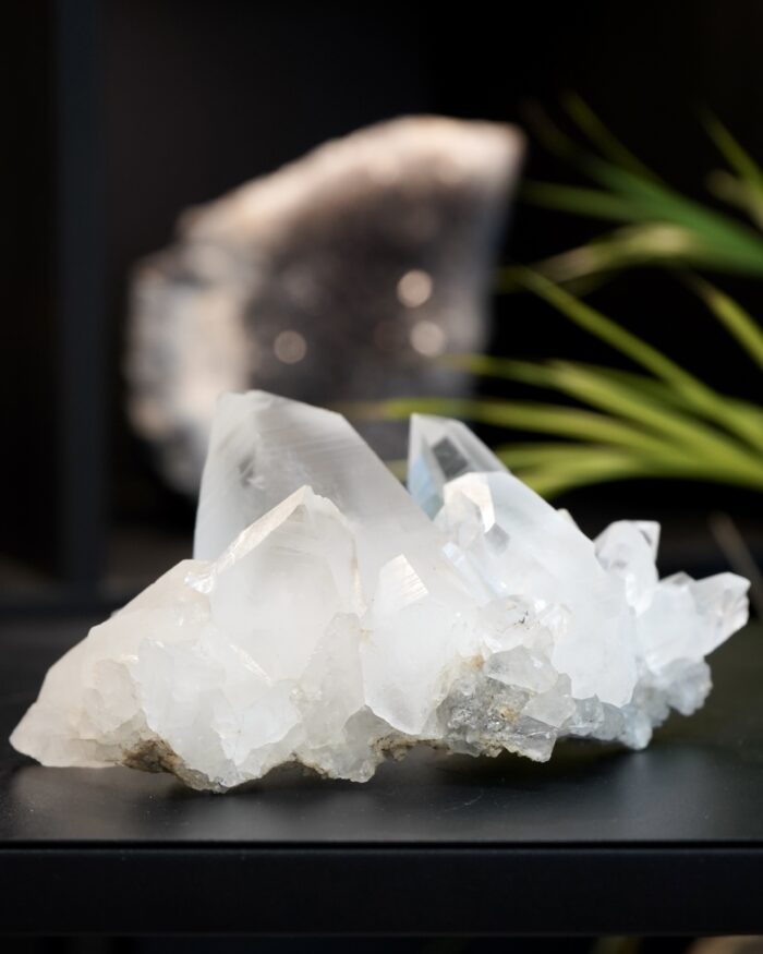 lemurian